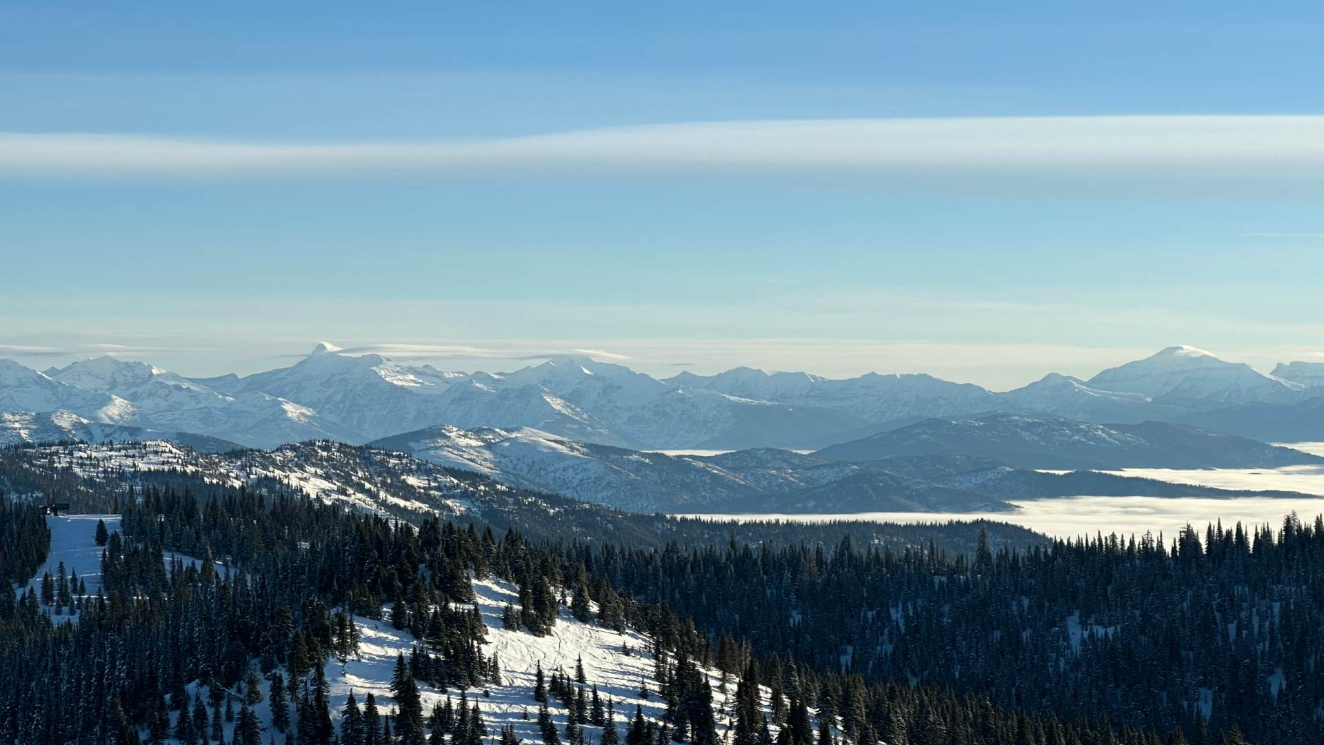 Whitefish